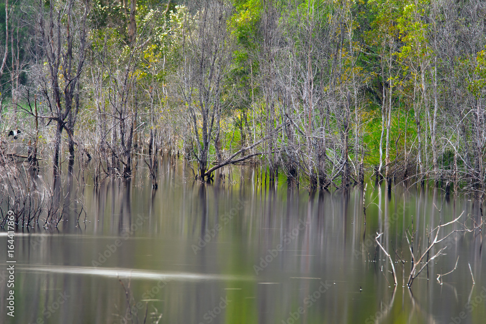 Obraz premium Artistic reflection of death trees on water