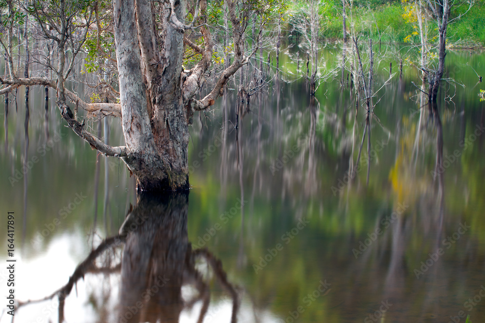 Artistic reflection of death trees on water Artistic reflection of death trees on water