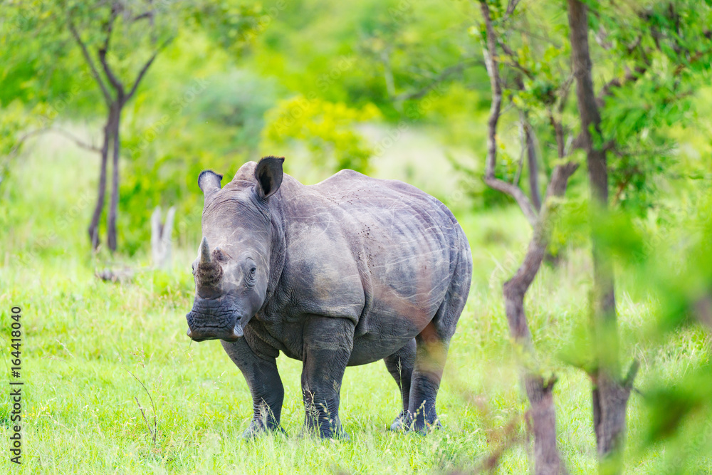 Obraz premium White Rhino