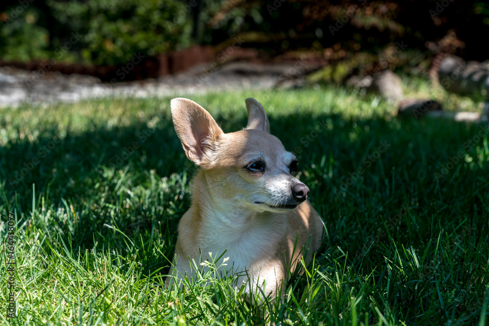 Chihuahua On The Grass