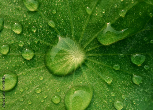 Close-up and top view image of dew on Centella asiatica leaf (Asiatic leaf, Asiatic pennywort or Indian pennywort) after the rain in the dark. It is native to wetlands in Asia. It is used as a culinar photo