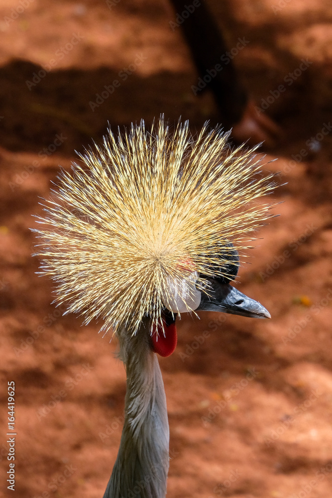Fototapeta premium FUENGIROLA, ANDALUCIA/SPAIN - JULY 4 : Black Crowned Crane at the Bioparc in Fuengirola Costa del Sol Spain on July 4, 2017