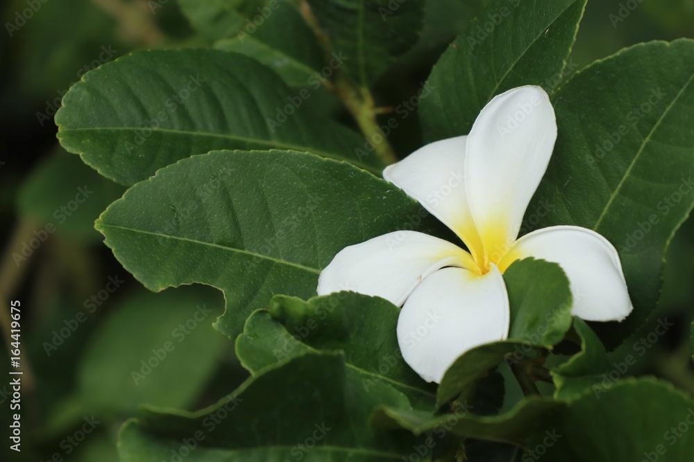 Tropical flowers white frangipani Tropical flowers white frangipani