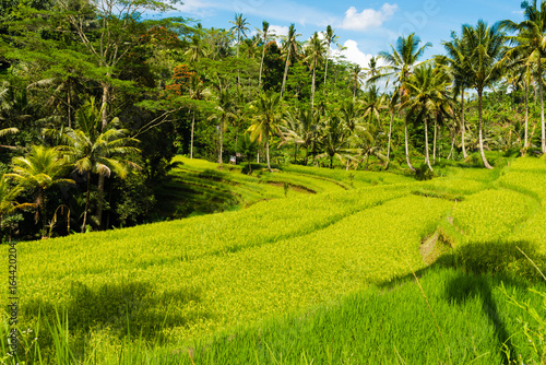 View over terrace rice fields and coconut trees in Asia