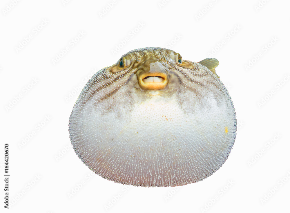 inflated puffer fish on white background Stock Photo | Adobe Stock