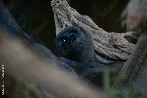 Gorilla lying in rope hammock looking up
