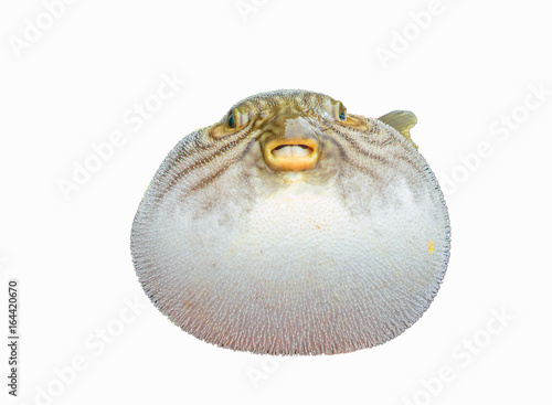 inflated puffer fish on white background