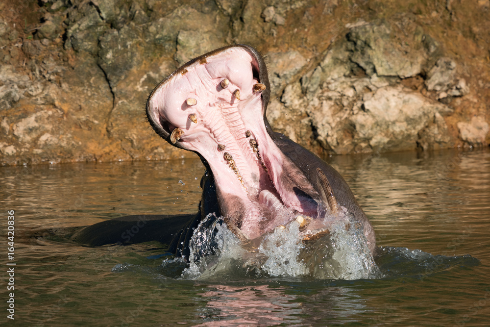 Fototapeta premium Hippopotamus opens mouth in water with spray