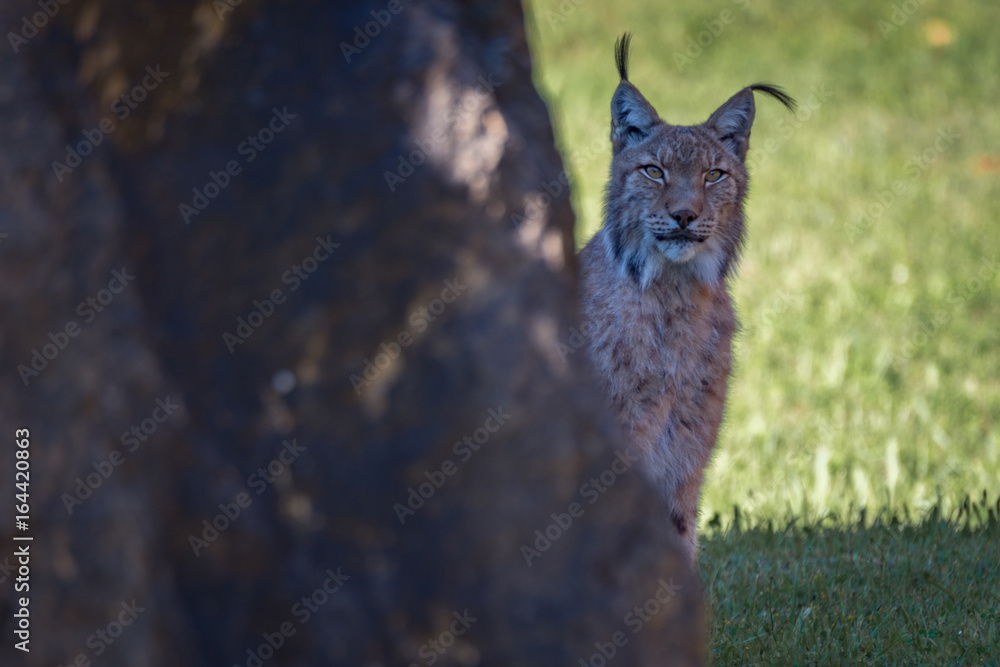 Lynx peeking out from behind sunlit rock Lynx peeking out from behind sunlit rock