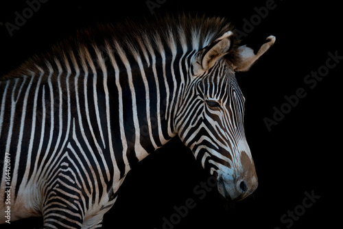 Grevy zebra in profile looking at camera