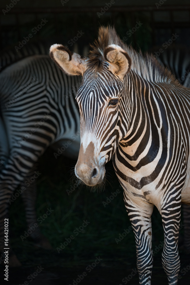 Fototapeta premium Close-up of Grevy zebra with one behind