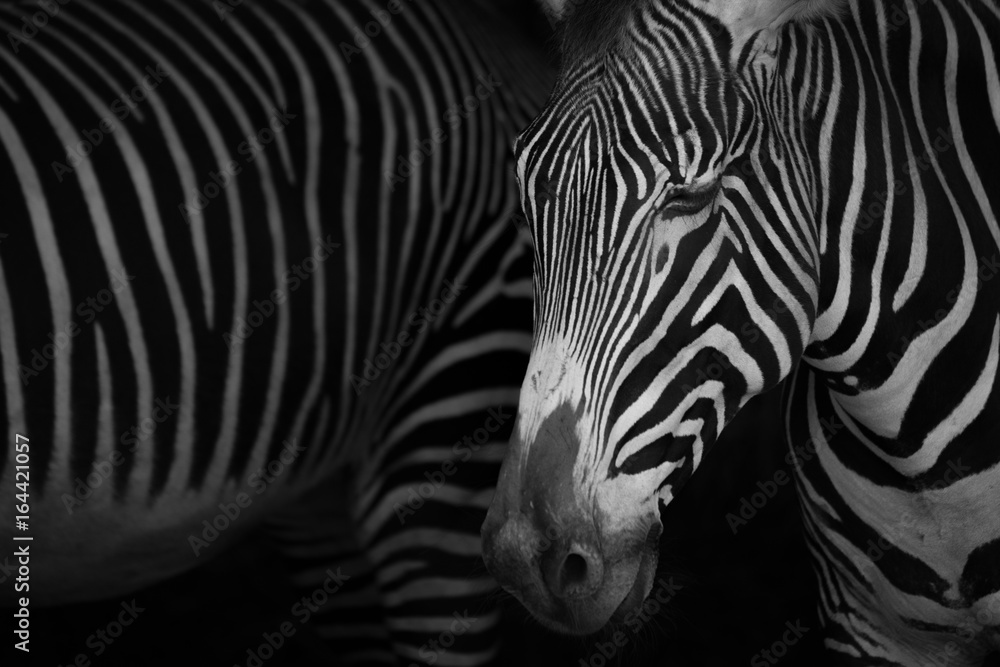 Fototapeta premium Mono close-up of Grevy zebra closing eyes