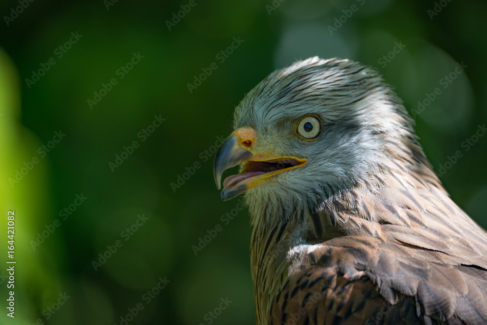 Close-up of red kite with open beak Close-up of red kite with open beak