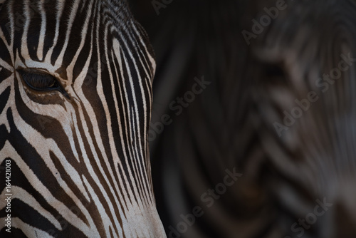Close-up of two heads of Grevy zebra