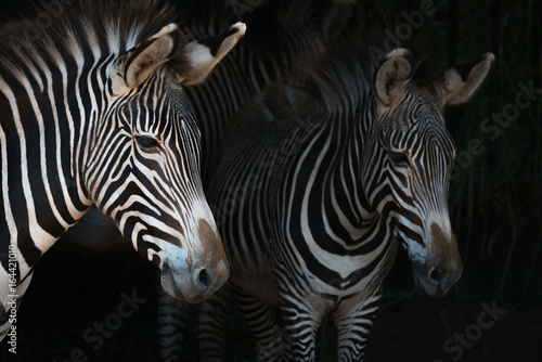 Fototapeta Naklejka Na Ścianę i Meble -  Close-up of Grevy zebra mother by foal
