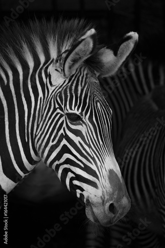Fototapeta Naklejka Na Ścianę i Meble -  Close-up of Grevy zebra head beside others