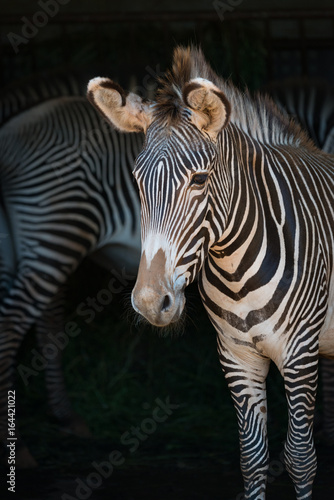 Close-up of Grevy zebra with one behind