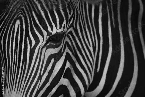 Mono close-up of head of Grevy zebra