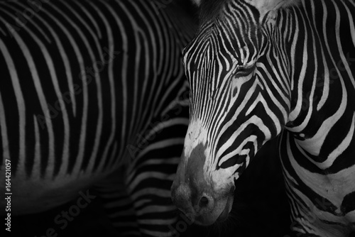 Fototapeta Naklejka Na Ścianę i Meble -  Mono close-up of Grevy zebra closing eyes