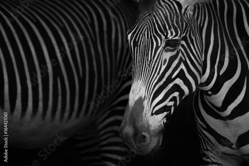 Mono close-up of Grevy zebra beside another