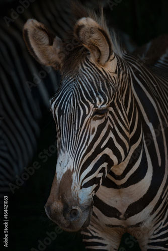 Close-up of Grevy zebra head looking down