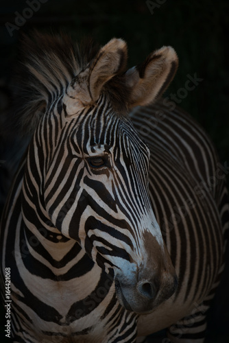 Close-up of Grevy zebra with turned head