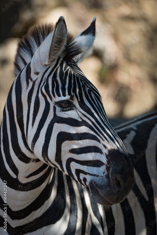 Naklejka premium Close-up of Grevy zebra in dappled sunshine