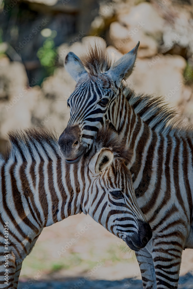 Close-up of Grevy zebra resting on another Close-up of Grevy zebra resting on another