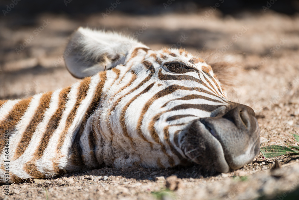 Close-up of baby Grevy zebra on ground Close-up of baby Grevy zebra on ground