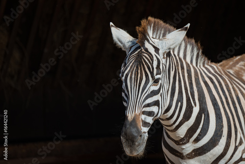 Close-up of Grevy zebra looking towards camera