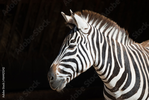 Close-up of Grevy zebra with head turned © Nick Dale