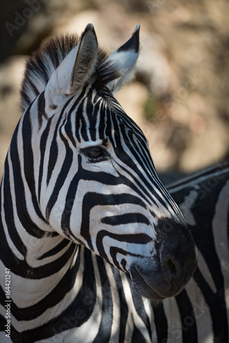Close-up of Grevy zebra in dappled sunshine