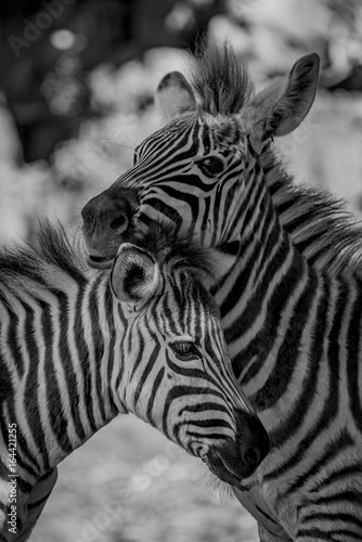 Mono close-up of Grevy zebra nuzzling another