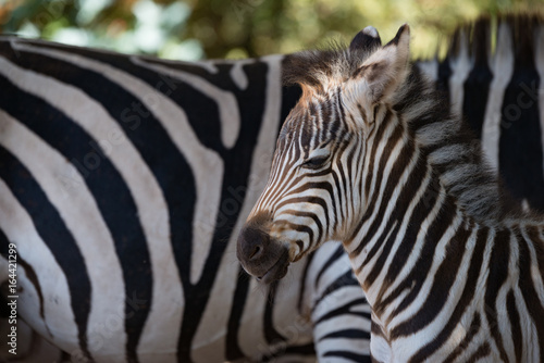 Fototapeta Naklejka Na Ścianę i Meble -  Close-up of baby Grevy zebra beside mother
