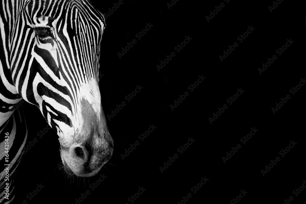 Close-up of Grevy zebra head  in mono - obrazy, fototapety, plakaty 