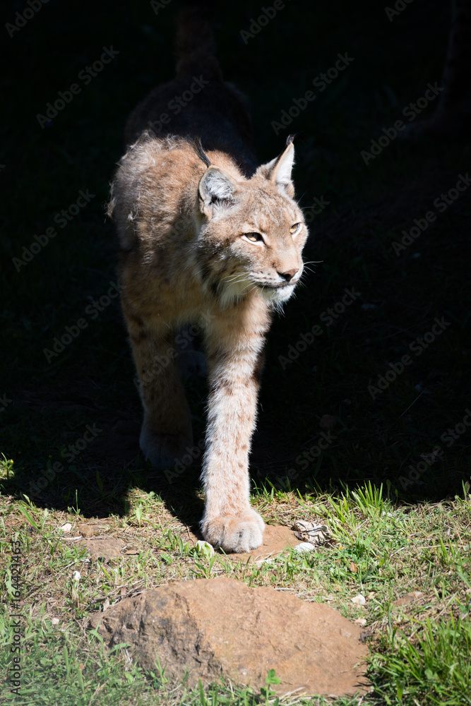 Obraz premium Lynx steps out of shadows on grass