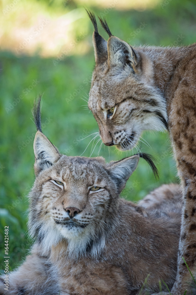 Close-up of two lynx in shady grass Close-up of two lynx in shady grass