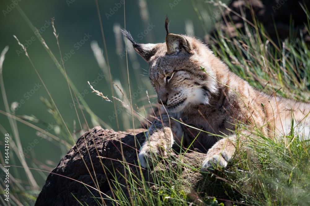 Fototapeta premium Lynx lying on grassy rock looking down