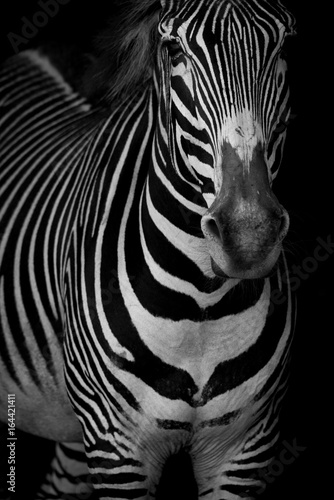 Mono close-up of Grevy zebra lifting head