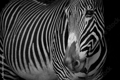 Fototapeta Naklejka Na Ścianę i Meble -  Mono close-up of Grevy zebra with turned head