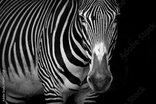 Mono close-up of Grevy zebra standing staring