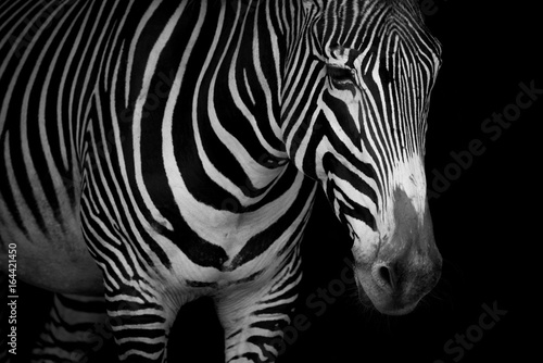 Mono close-up of Grevy zebra looking downwards