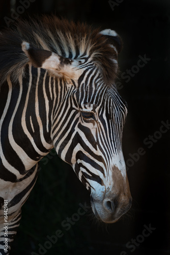 Close-up of Grevy zebra with lowered head