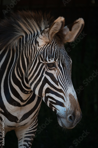 Close-up of Grevy zebra head in darkness