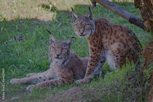 Two lynx under tree looking at camera © Nick Dale