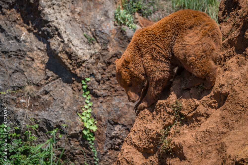 Naklejka premium Brown bear perched on steep red rock