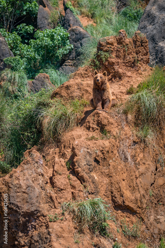 Brown bear sitting on red rocky outcrop