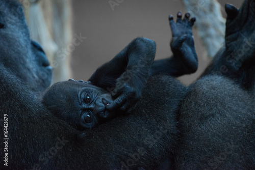 Baby gorilla lies in arms of mother photo