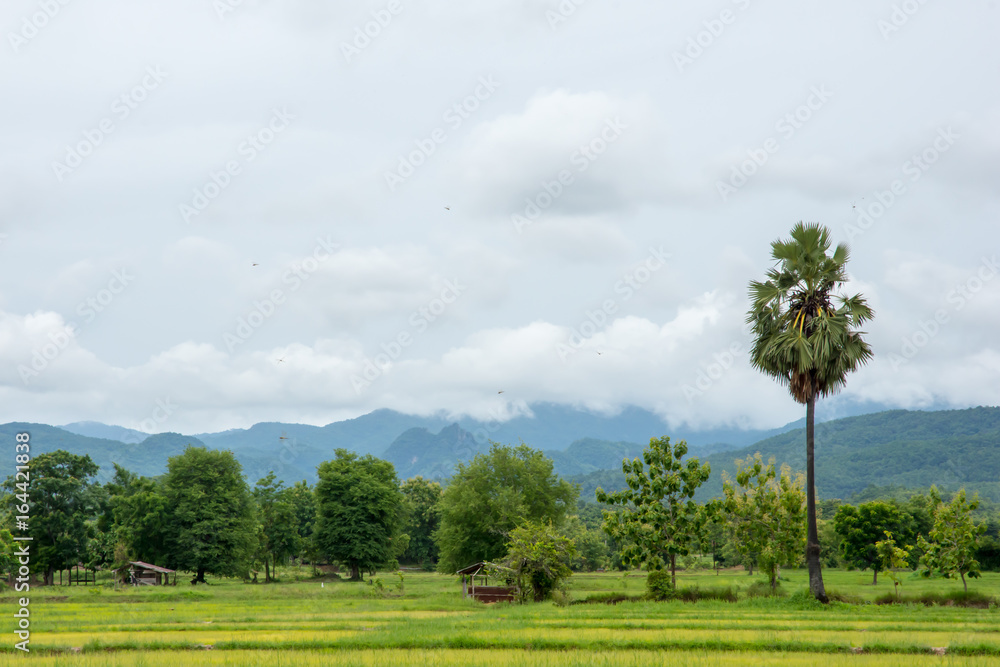 Obraz premium Countryside