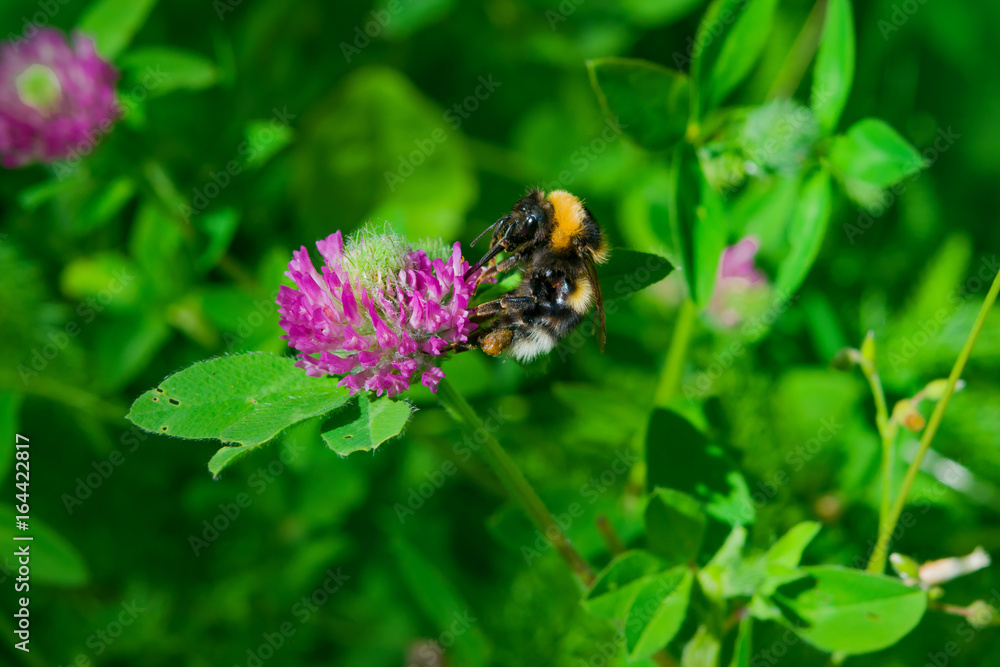 Summer landscape. Bumblebee on a pink flower of the red clover, closeup, macro Summer landscape. Bumblebee on a pink flower of the red clover, closeup, macro